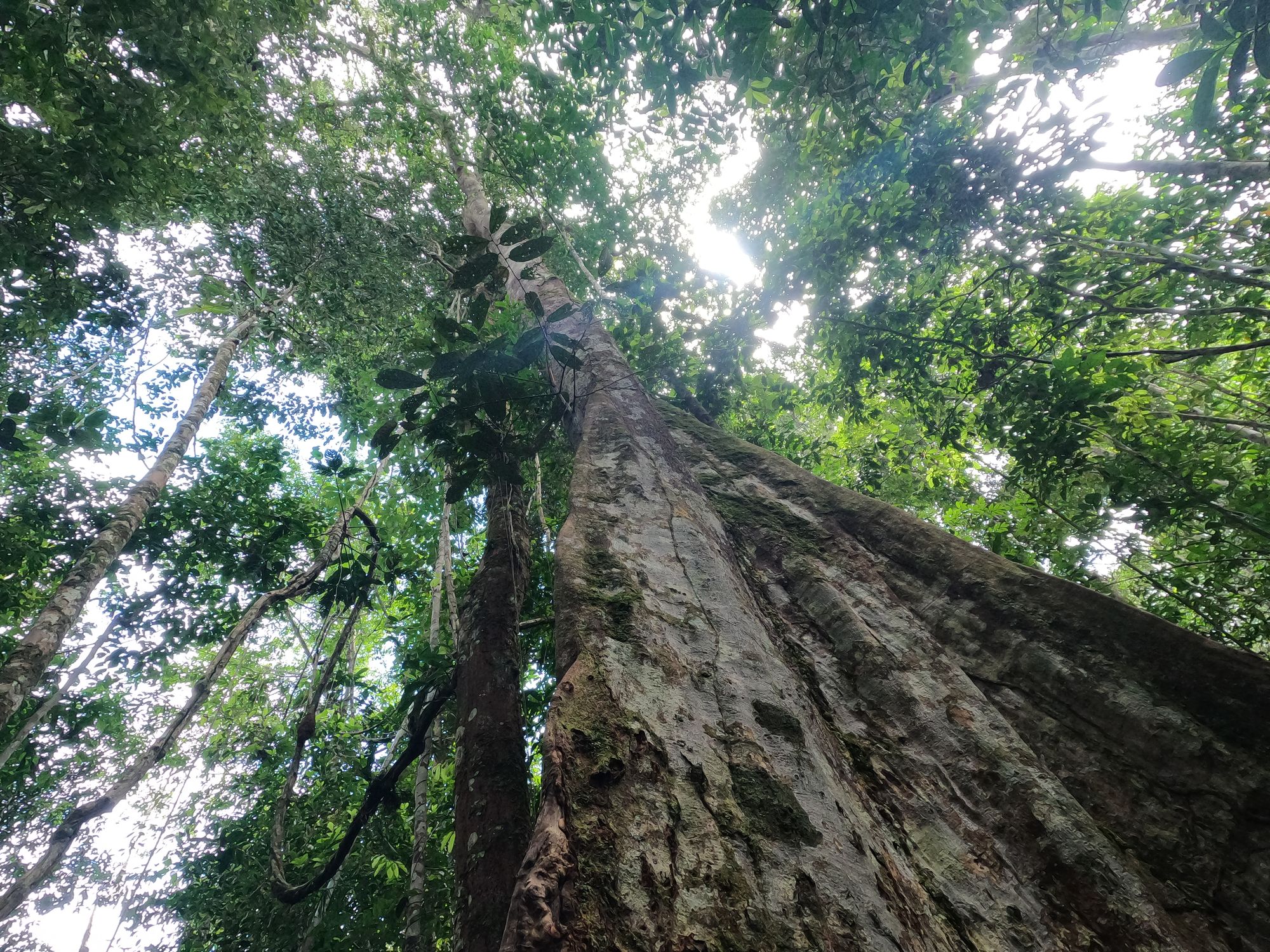 Ecuador - Cuyabeno Amazon